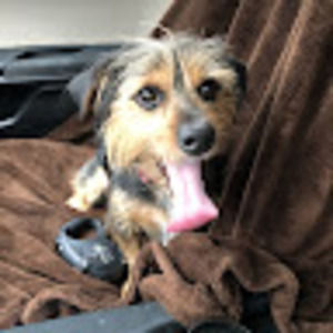 Meet your Posher, Hailey